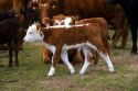 Cattle and their spring calves in a field, Idaho.