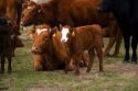 Cattle and their spring calves in a field, Idaho.