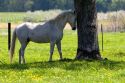 Horse butting it's head on a tree at the Michigan State University agriculture school.