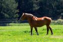 Horse grazes in a field at Michigan State University agriculture school.