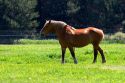 Horse grazes in a field at Michigan State University agriculture school.