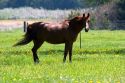 Horse grazes in a field at Michigan State University agriculture school.