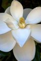 Magnolia tree.