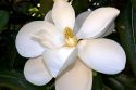 Magnolia tree.