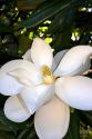 Magnolia tree.