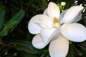 Magnolia tree.