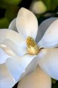 Magnolia tree.