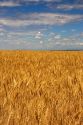 Wheat field in Elmore County, Idaho.