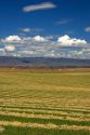 Harvested hay drying in Elmore County, Idaho.