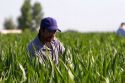 Migrant laborers work in a corn field, Canyon County, Idaho.
