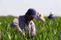 Migrant laborers work in a corn field, Canyon County, Idaho.