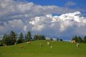 Cows graze on a grassy knoll in rural Nova Scotia, Canada.