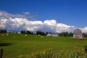 Cows graze on a grassy knoll in rural Nova Scotia, Canada.
