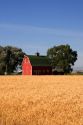 A farm near Burley, Idaho with wheat field and red barn.