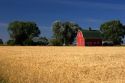 A farm near Burley, Idaho with wheat field and red barn.