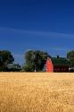 A farm near Burley, Idaho with wheat field and red barn.
