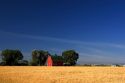 A farm near Burley, Idaho with wheat field and red barn.