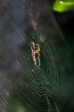 Garden spider in a web.