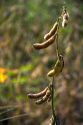 Soy beans pods.