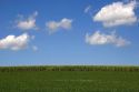 Corn and soy bean crops, Iowa.