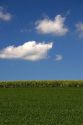 Corn and soy bean crops, Iowa.