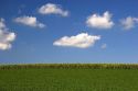 Corn and soy bean crops, Iowa.