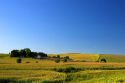 Corn field and farm north of Toledo, Iowa.