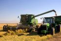 Rice grain harvest near Richvale, California.  Combine empties rice into trailer.