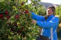 A woman picks apples in an orchard near Emmett, Idaho. MR