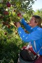 A woman picks apples in an orchard near Emmett, Idaho. MR