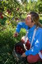 A woman picks apples in an orchard near Emmett, Idaho. MR