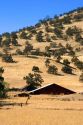 An old farm and barn near Williams, California.