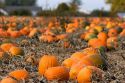 A pumpkin patch in Fruitland, Idaho.