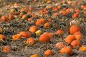 A pumpkin patch in Fruitland, Idaho.
