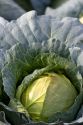 Cabbage growing on a farm in Fruitland, Idaho.