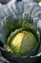Cabbage growing on a farm in Fruitland, Idaho.