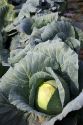 Cabbage grow on a farm in Fruitland, Idaho.