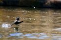 A coot running on the water in Idaho.