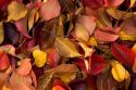 Autumn colors of fallen leaves in Idaho. Mostly ornamental pear.