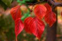 Fall colors on ornamental pear tree leaves in Idaho.
