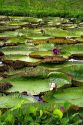 Vitoria Regis, giant water lilies in the Amazon jungle near Manaus, Brazil.