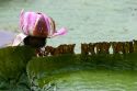 Vitoria Regis, giant water lilies in the Amazon jungle near Manaus, Brazil.