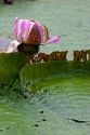 Vitoria Regis, giant water lilies in the Amazon jungle near Manaus, Brazil.