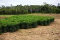 A crop of manioc growing on a rural farm in the Amazon jungle south of Manaus, Brazil.
