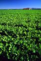 Celery crop at Oxnard, California.
