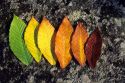 Autumn leaves displayed showing progession of color change on a granite rock in Vermont.