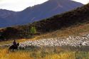 Herding sheep in Sun Valley, Idaho.