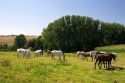 Horse graze in the french countryside near Vervins in the region of Picardie, France.