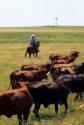 Rancher on horseback herding cattle north of Fort Worth, Texas.