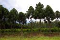 Yerba Mate and tree farm in Argentina.
